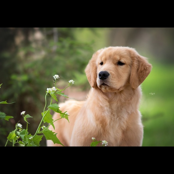 Meet your Posher, Laurene - Picture 1 of 1